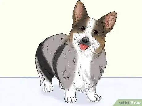 Image titled Identify a Cardigan Welsh Corgi Step 6