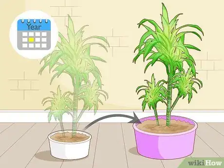 Image titled Care for a Dracaena Step 10