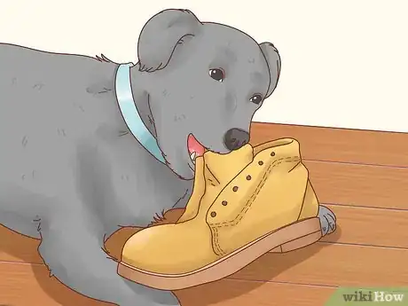 Image titled Get a Dog to Stop Eating Dirt Step 1