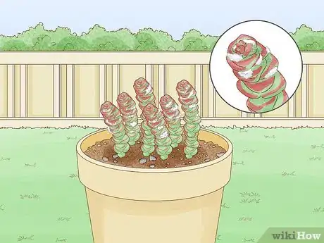 Image titled Grow Succulents Outdoors Step 14