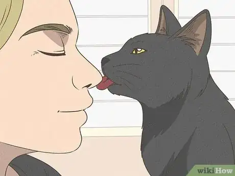 Image titled Identify a Bombay Cat Step 9