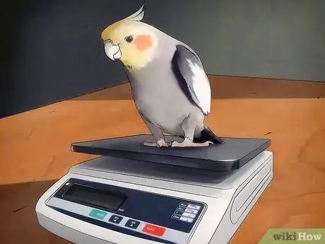 Image titled Breed Cockatiels Step 3