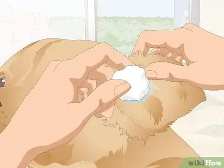 Image titled Clean Your Dog's Ears During a Yeast Infection Step 8