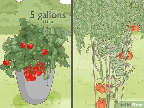 Image titled Grow Tomatoes in Pots Step 1