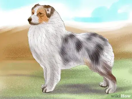 Image titled Identify an Australian Shepherd Step 4