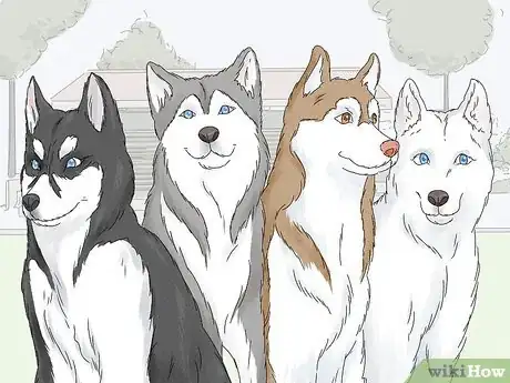 Image titled Identify a Siberian Husky Step 7