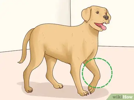 Image titled Diagnose Arthritis in Dogs Step 1