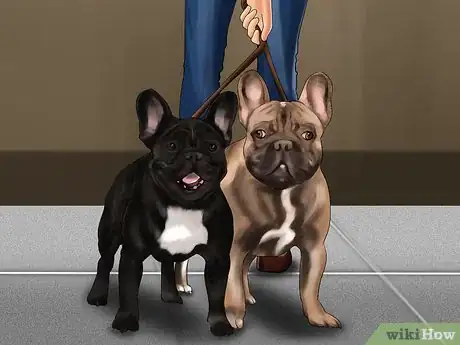 Image titled Breed French Bulldogs Step 3