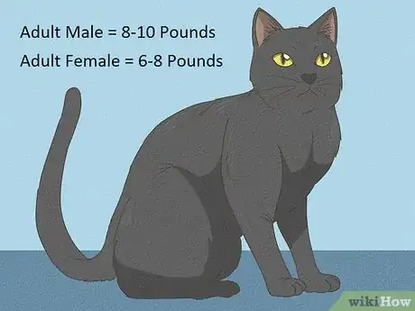 Image titled Identify a Bombay Cat Step 4