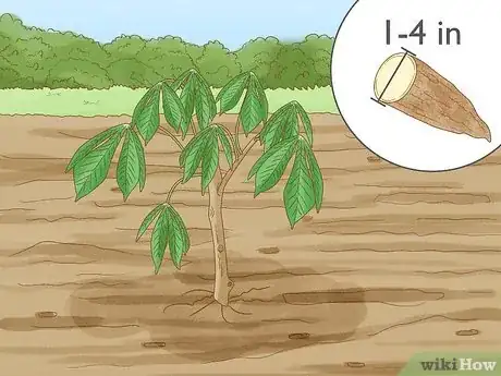 Image titled Cassava vs Yucca Step 2