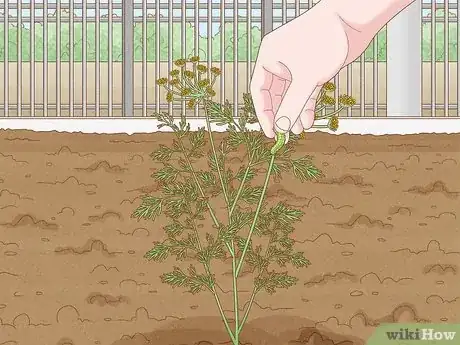 Image titled Grow Dill Step 11