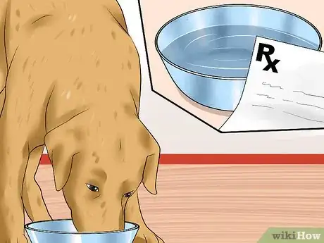 Image titled Diagnose Canine Leptospirosis Step 12