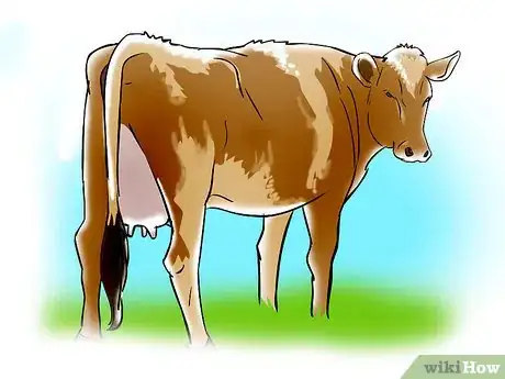 Image titled Artificially Inseminate Cows and Heifers Step 2