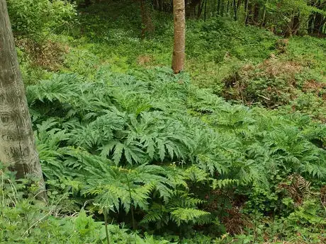 Image titled Heracleum mantegazzianum