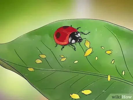 Image titled Attract Ladybugs Step 1