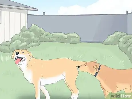 Image titled Get Dogs to Mate Step 6