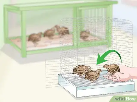 Image titled Treat Diarrhea in Button Quail Step 13