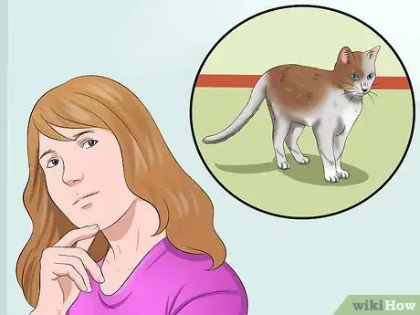 Image titled Train a Cat to Be Outdoor Safe and a Good Rodent Catcher Step 1