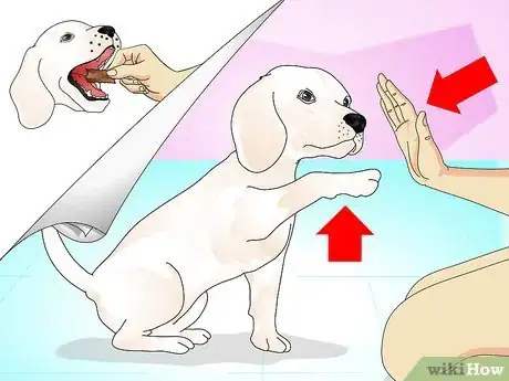 Image titled Teach Your Dog to Do a High Five Step 8