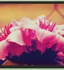 Add Photoshop Filters