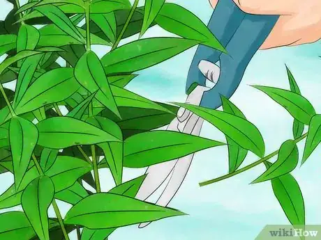 Image titled Prevent Mosquitoes from Breeding Step 10