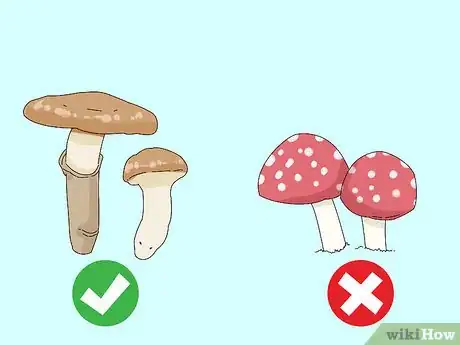 Image titled Identify Edible Mushrooms Step 2