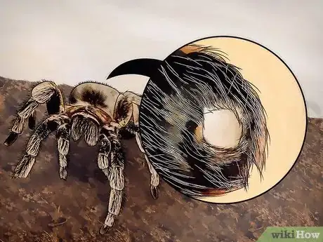 Image titled Tell if Your Tarantula Is Molting Step 4