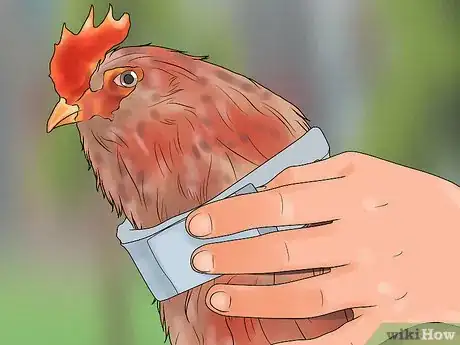 Image titled Stop a Rooster from Crowing Step 10