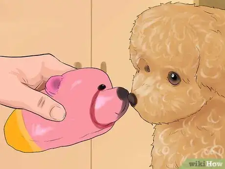 Image titled Care for a Toy Poodle Step 27