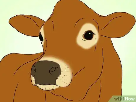 Image titled Identify Jersey Cattle Step 2