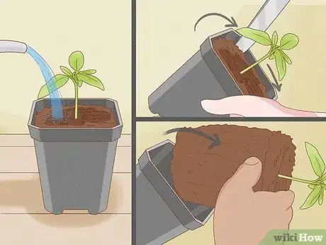 Image titled Grow Tomatoes in Pots Step 7