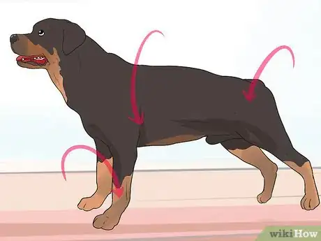 Image titled Treat Arthritis in Rottweilers Step 3