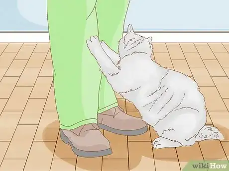 Image titled Tell if Your Cat Wants Another Cat Step 1