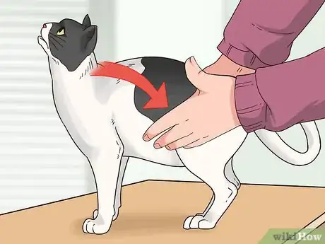 Image titled Assess Your Cat's Weight Step 1