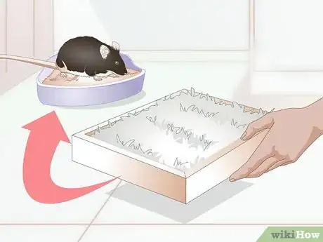 Image titled Litterbox Train Your Rat Step 11