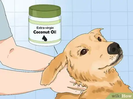 Image titled Use Coconut Oil for Flea and Skin Treatment on Dogs Step 8