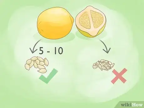 Image titled Plant a Lemon Seed Step 13