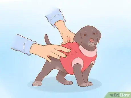 Image titled Get Your Dog Used to Wearing Clothes Step 6