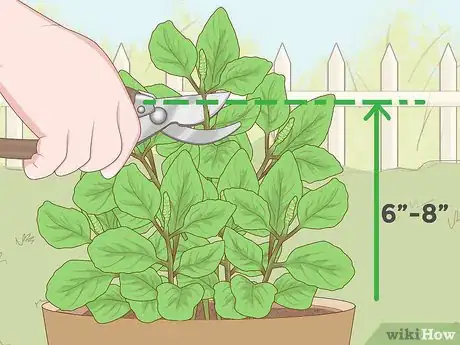 Image titled Care for a Basil Plant Step 13