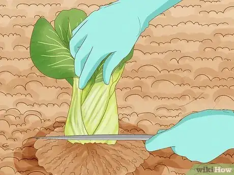 Image titled Regrow Bok Choy Step 13