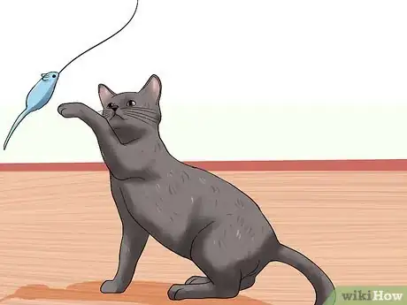 Image titled Know if a Cat Is Stressed Step 11