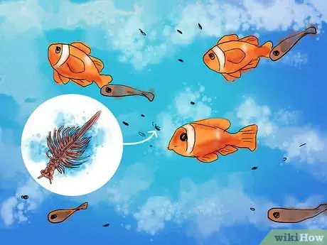 Image titled Breed Clownfish Step 14