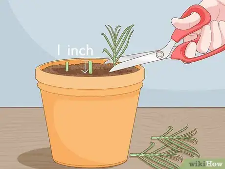 Image titled Grow Garlic Indoors in a Pot Step 15