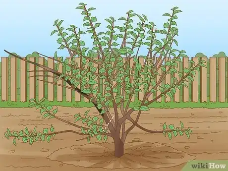 Image titled Prune a Mulberry Tree Step 6