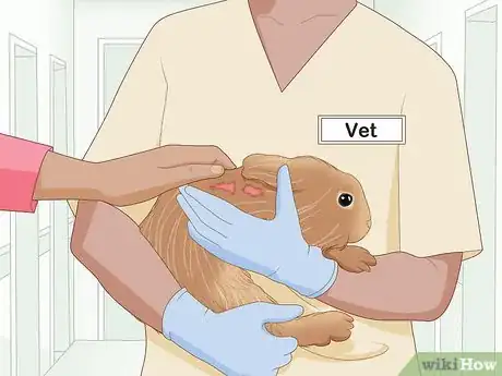 Image titled Care for an Injured Rabbit Step 1