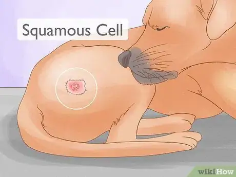 Image titled Detect Skin Cancer in Dogs Step 10