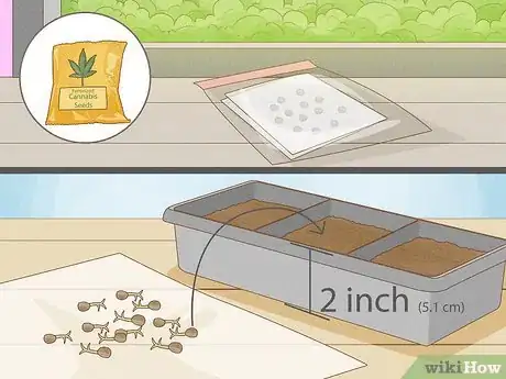 Image titled Grow Cannabis Outdoors Step 8