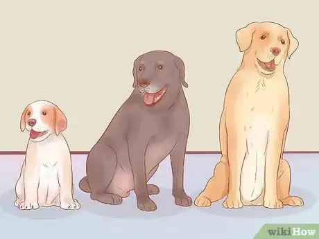 Image titled Choose a Dog Step 12