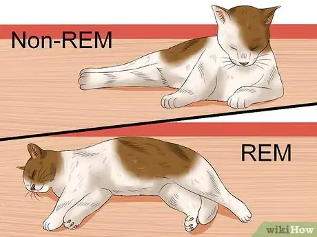 Image titled Wake up a Cat Step 1