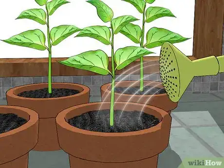 Image titled Grow Bell Peppers Indoors Step 14